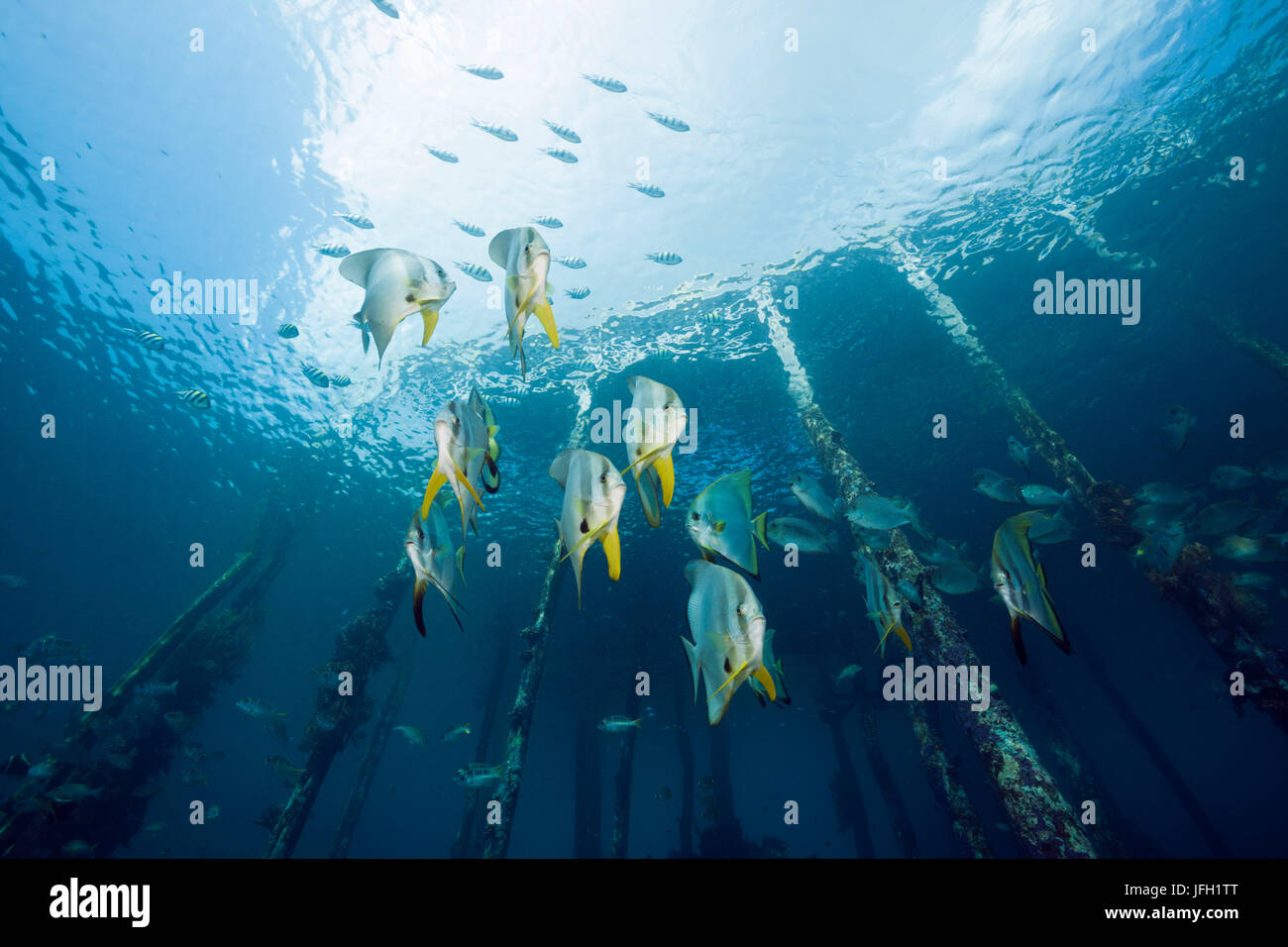 Lange Flosse Fledermausfischen unter Aborek Jetty, Platax Teira, Raja Ampat, West Papua, Indonesien Stockfoto