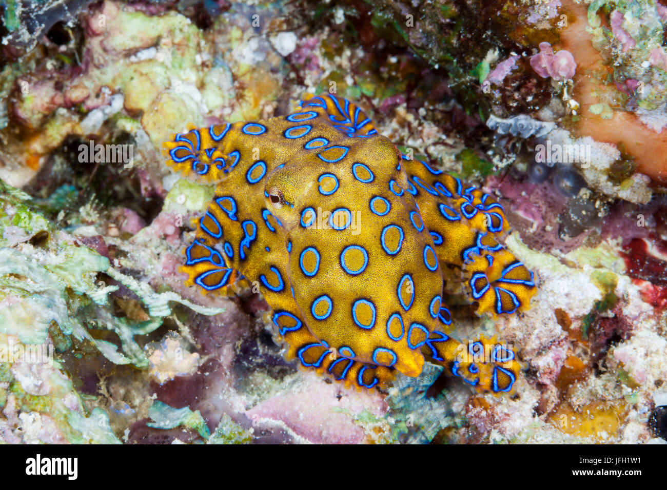 Giftigen blauen Ring-Oktfabric, Hapalochlaena Lunulata, Ambon, den Molukken, Indonesien Stockfoto