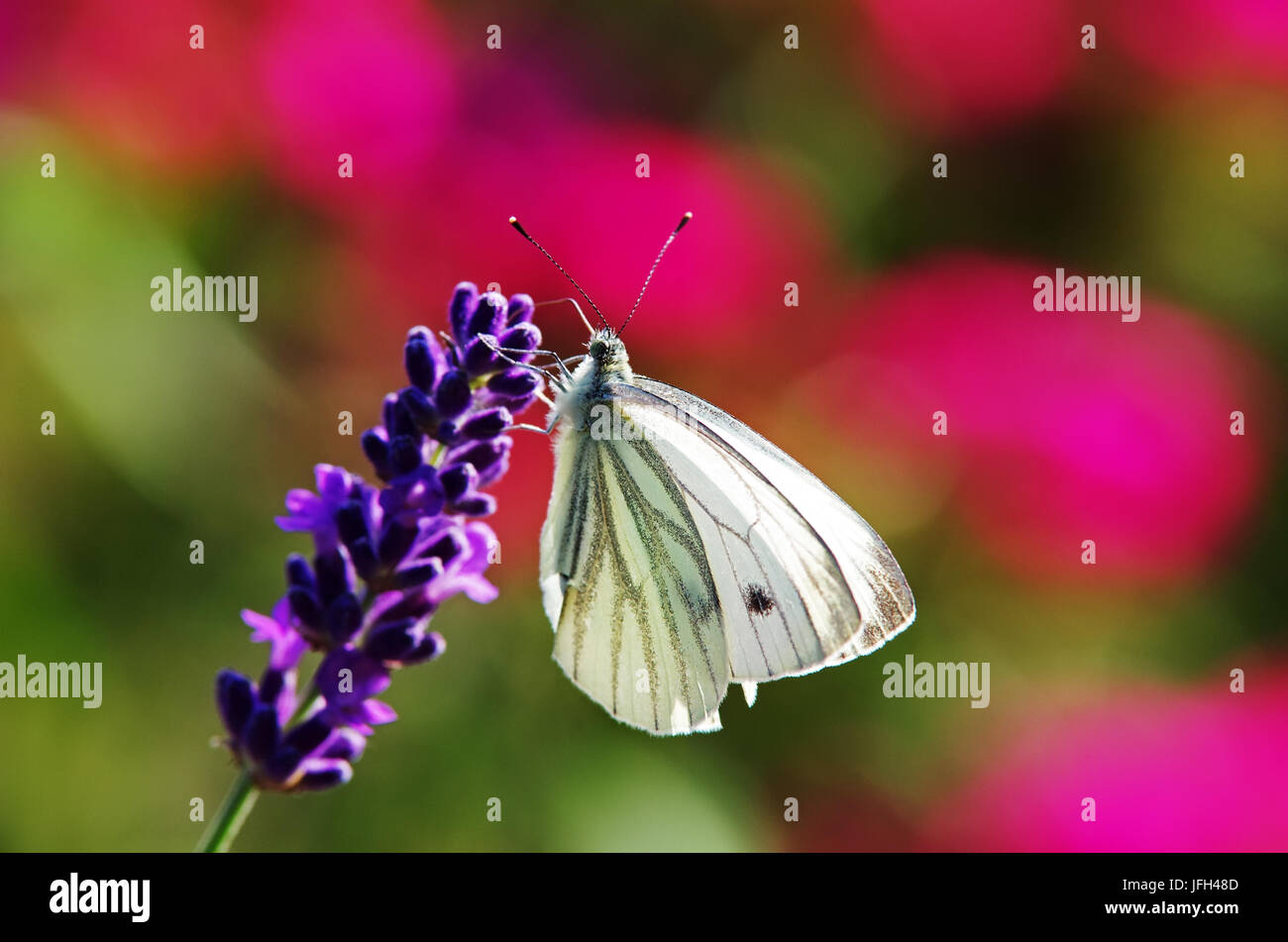 Schmetterling am Lavendel Blütenstand Stockfoto