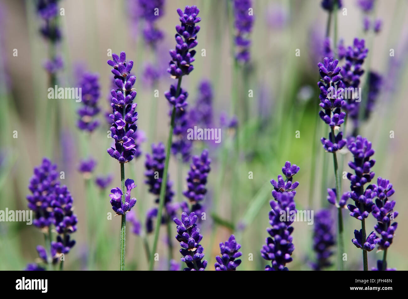Lavendel Stockfoto