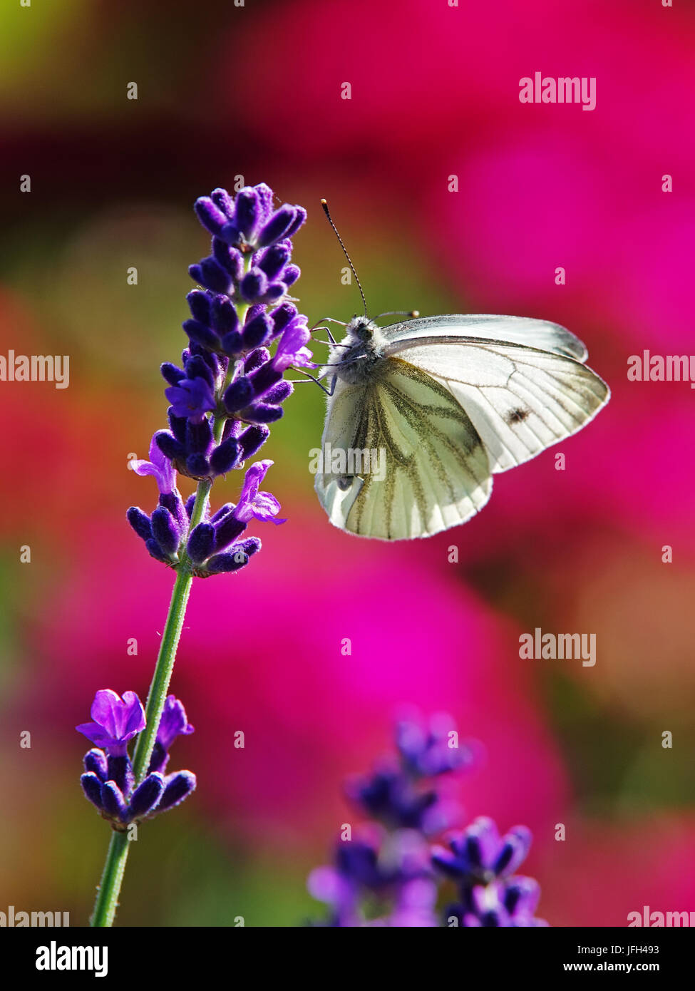 Schmetterling am Lavendel Blütenstand Stockfoto