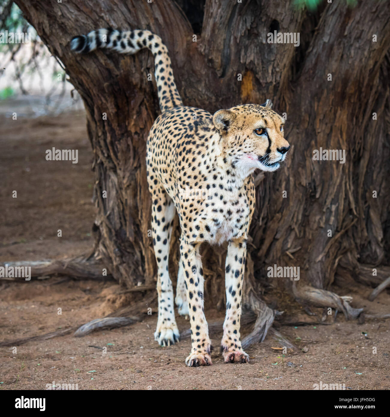 Geparden in der Kalahari-Wüste, Namibia Stockfoto