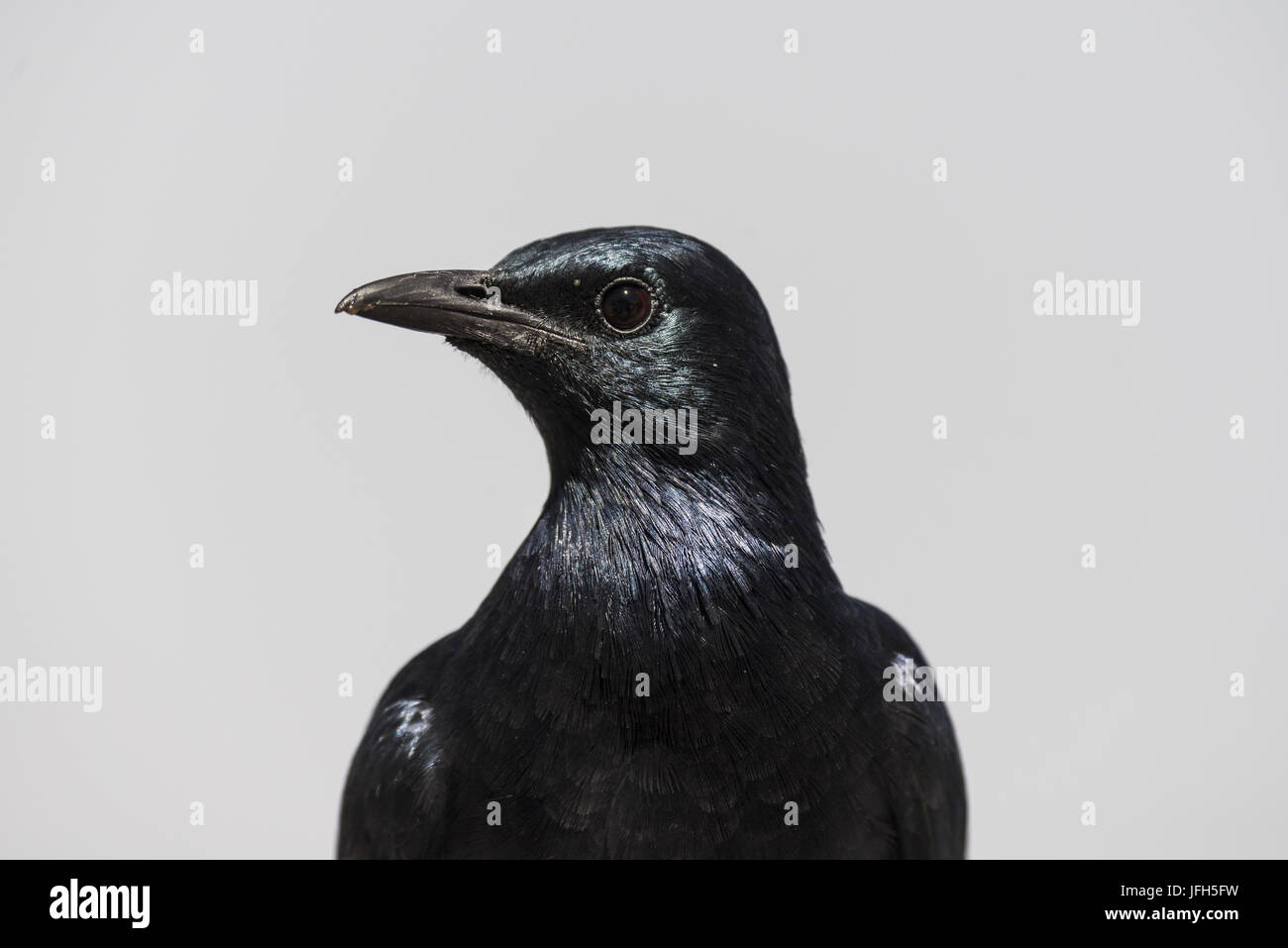 Kap Krähen (Corvus capensis), den Table Mountain Stockfoto