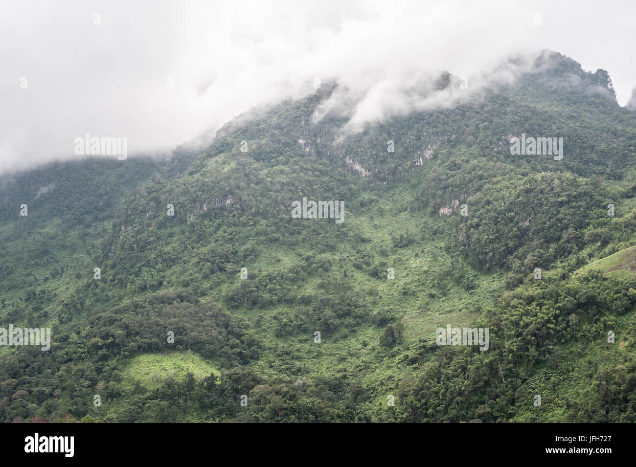 Wald am Berge im Nebel Stockfoto