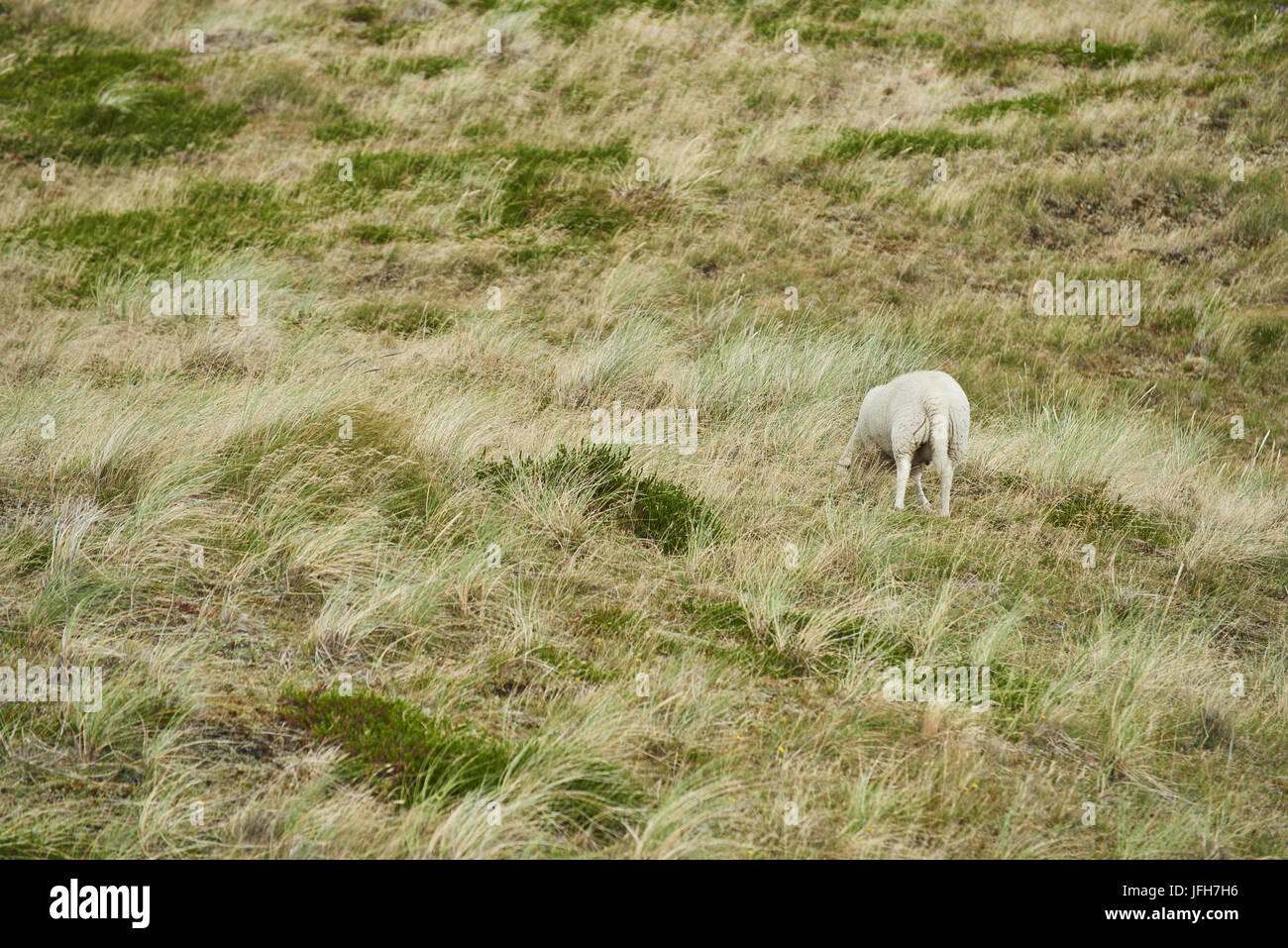 Schafe Stockfoto