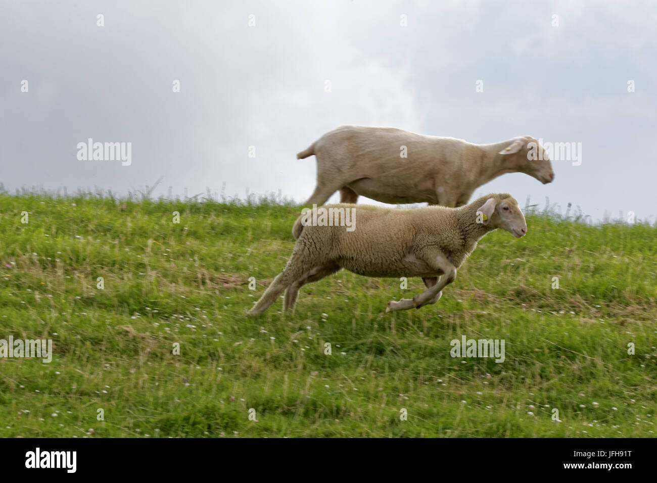 Laufen Schafe am Deich Stockfoto