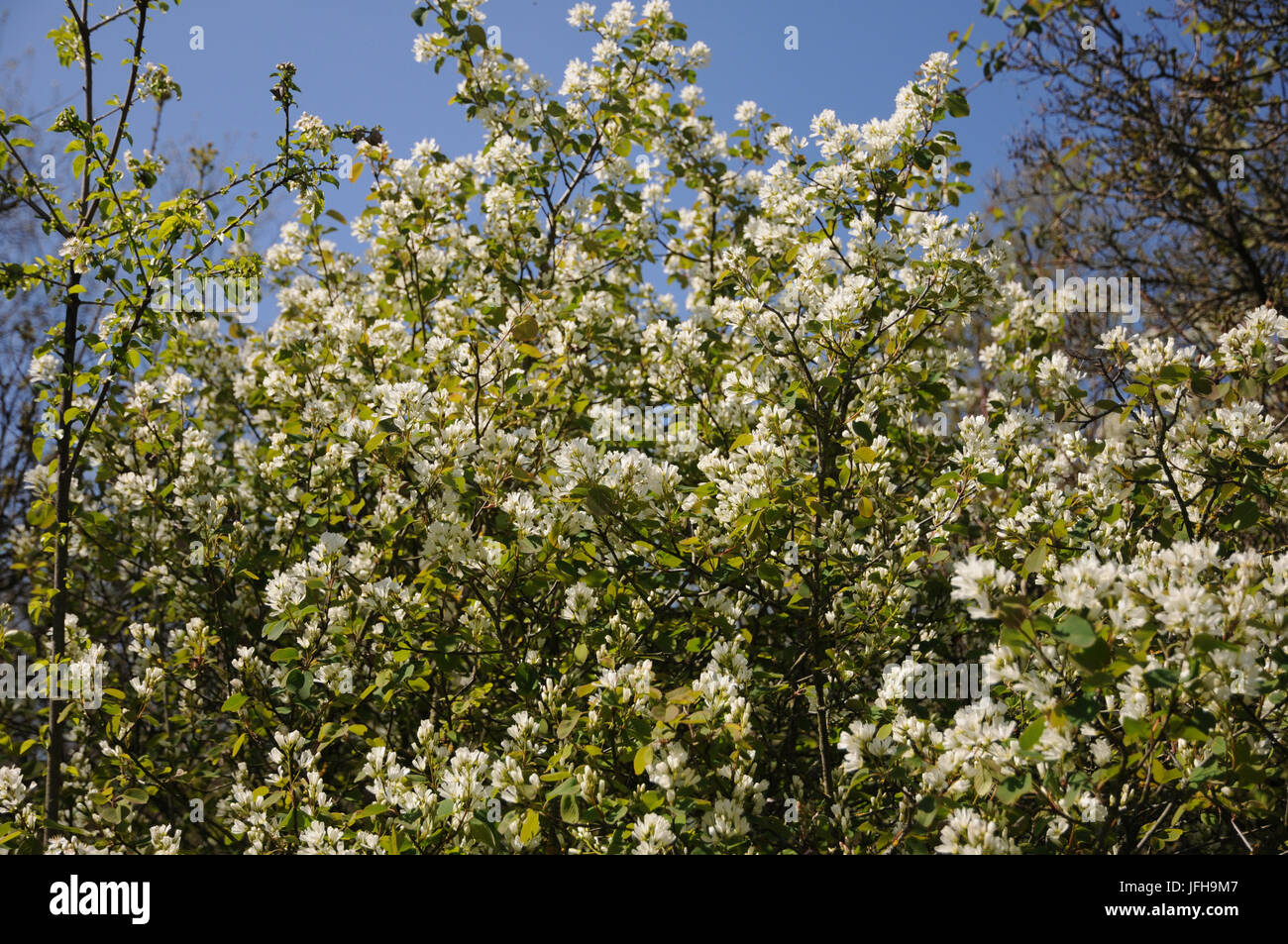 Amelanchier ovalis, verschneiten Mespilus Stockfoto