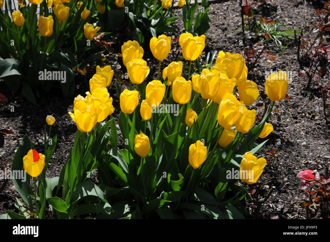 Tulipa Darwin Hybride Golden Apeldoorn, Tulip Stockfoto