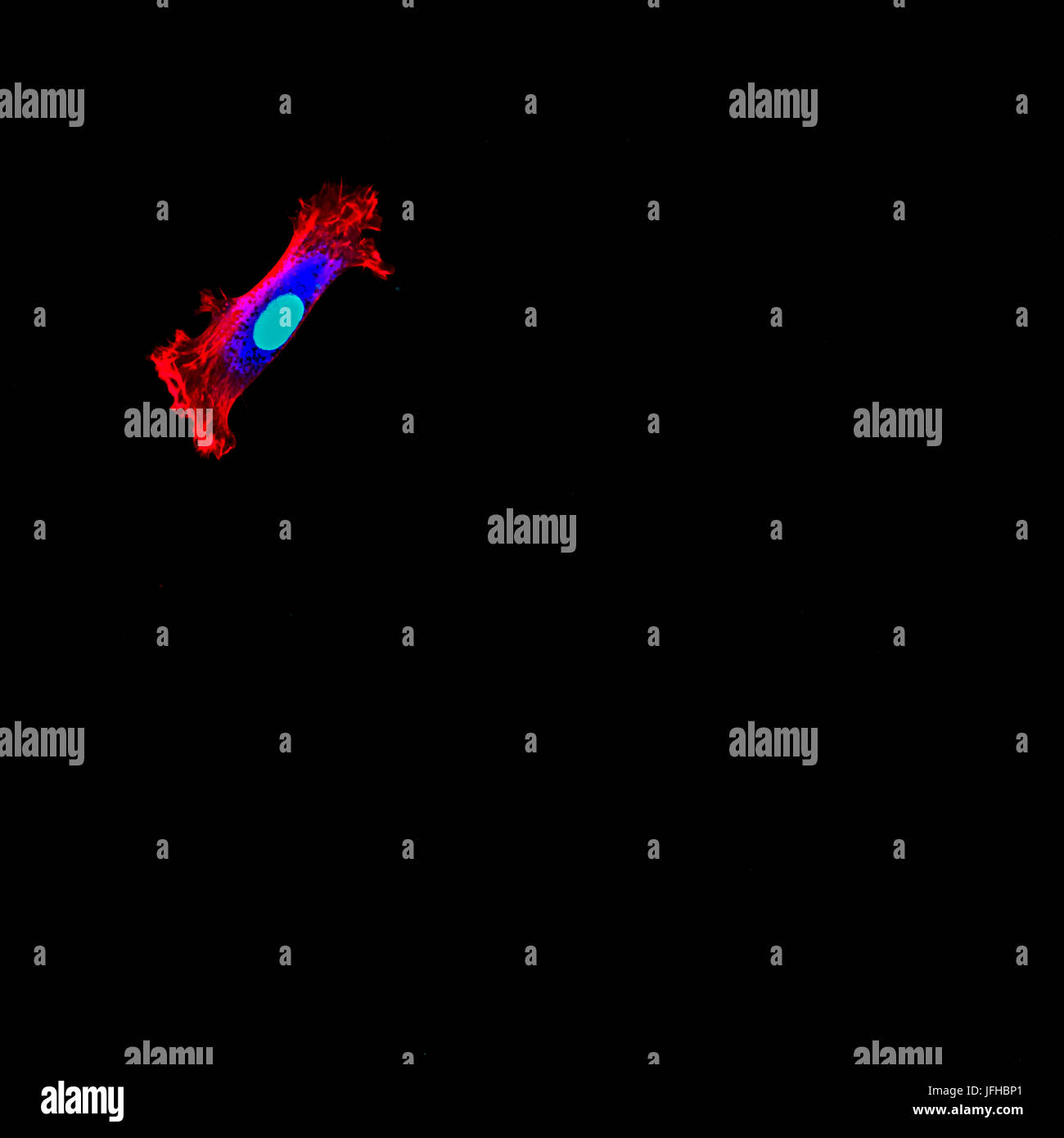 Immunfluoreszenz einzelnen menschlichen Zelle mit Kern in hellblau und Cytoskelett in rot Stockfoto