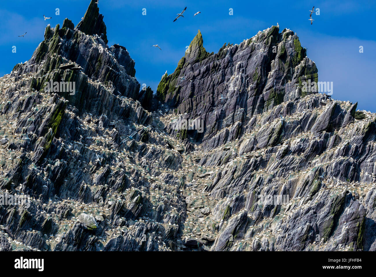 Basstölpel Kolonie auf kleine Skellig Rock, County Kerry, Irland Stockfoto