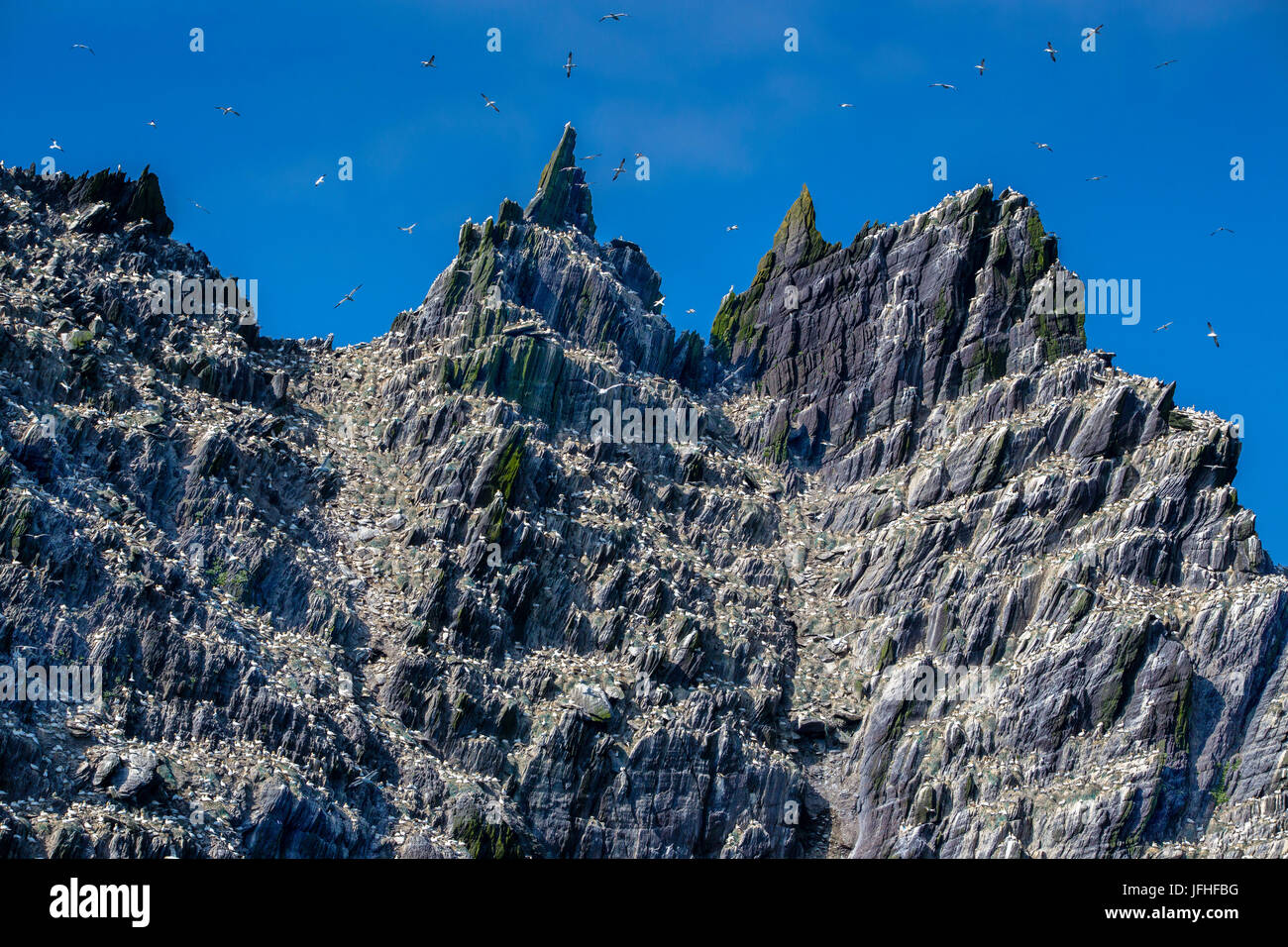 Basstölpel Kolonie auf kleine Skellig Rock, County Kerry, Irland Stockfoto
