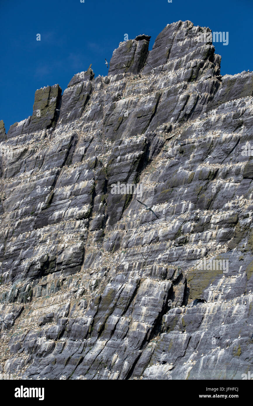Basstölpel Kolonie auf kleine Skellig Rock, County Kerry, Irland Stockfoto