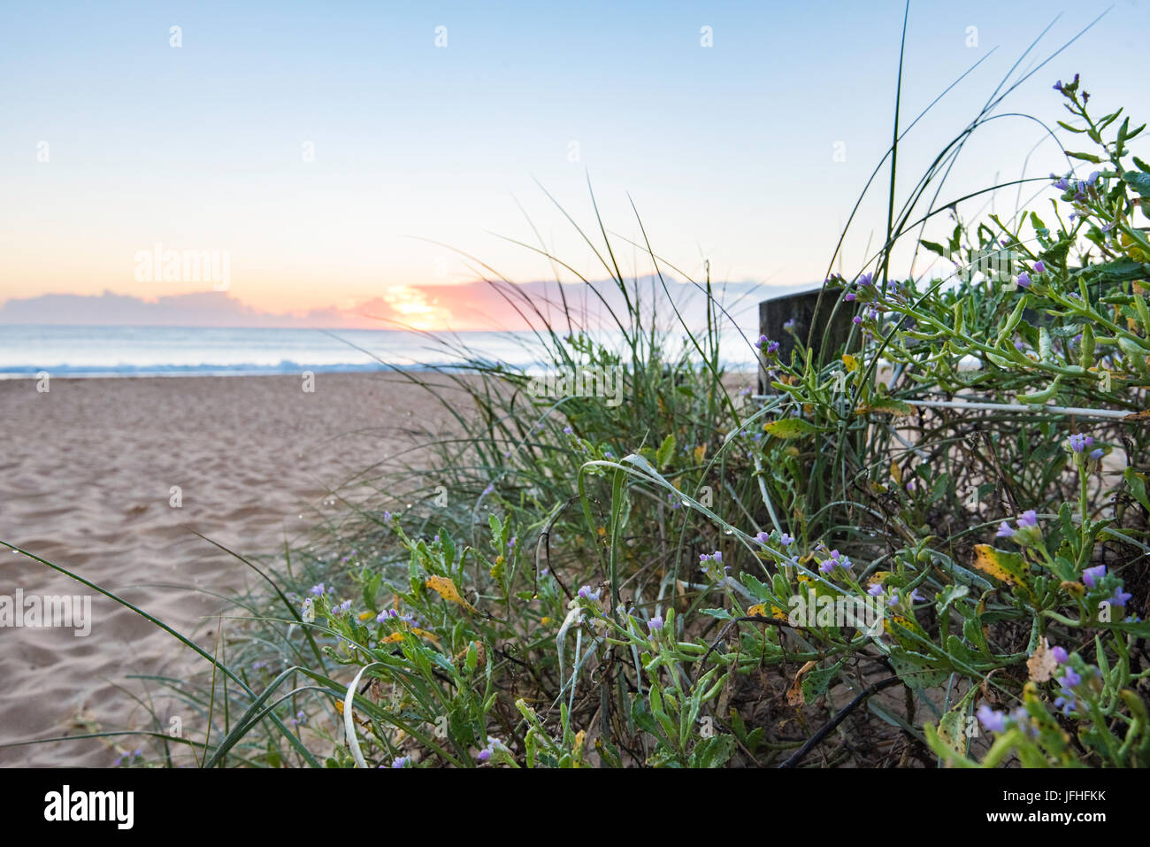 einheimischen australischen Pflanzen wachsen auf einer Sanddüne neben einem Path-Eintrag zu einem Strand an der Ostküste von Australien Stockfoto