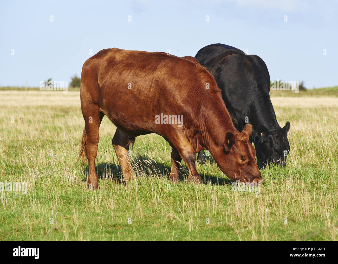 Rinder Stockfoto