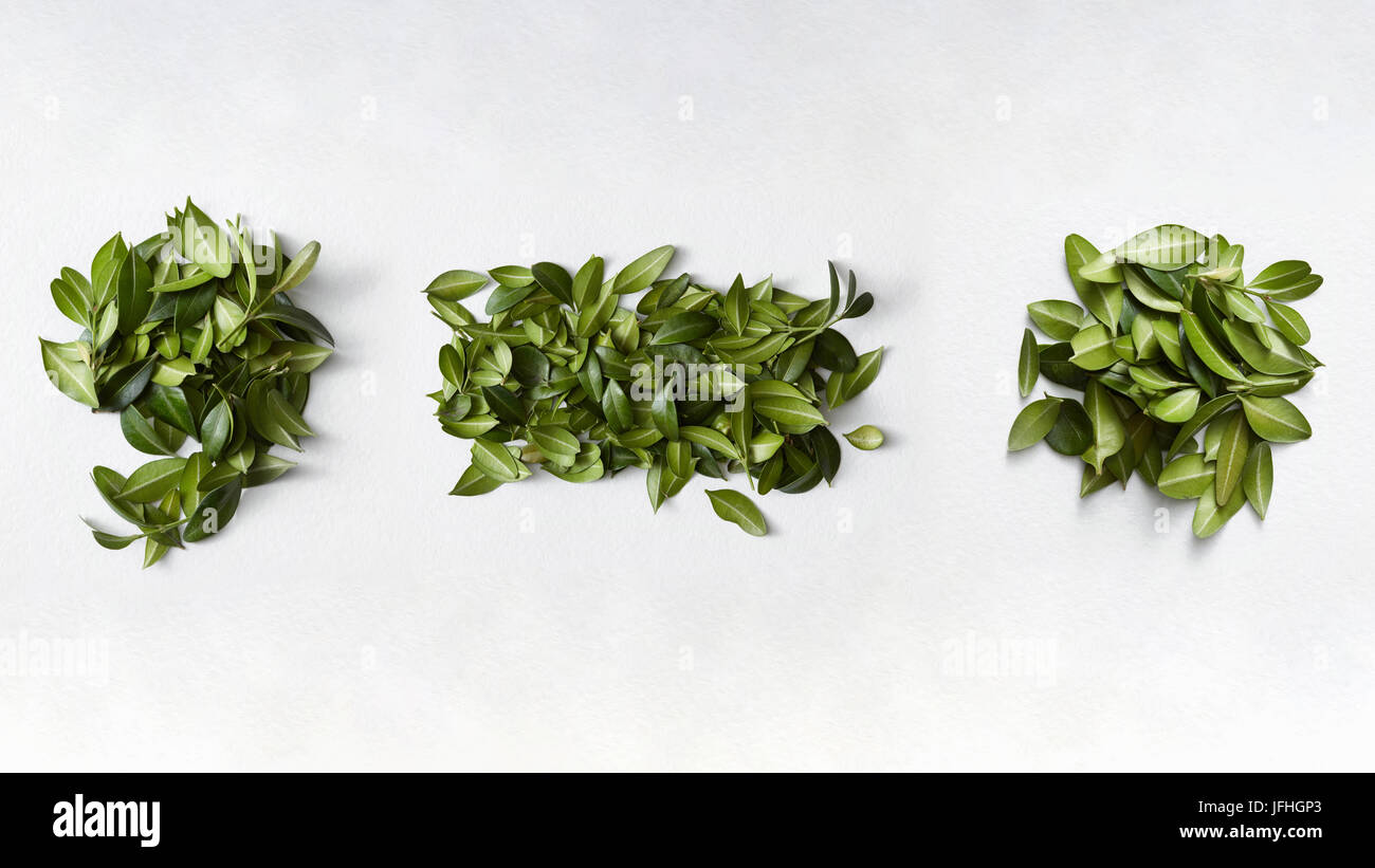 Satzzeichen aus grünen Blättern Stockfoto