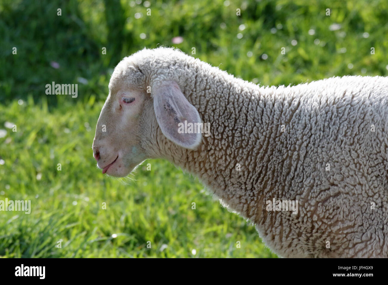 Portrait Lamm, Schaf Stockfoto