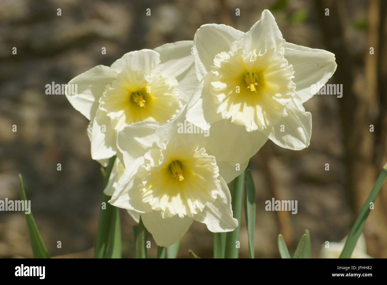 Narcissus x incomparabilis, Nonesuch Daffodil Stockfoto