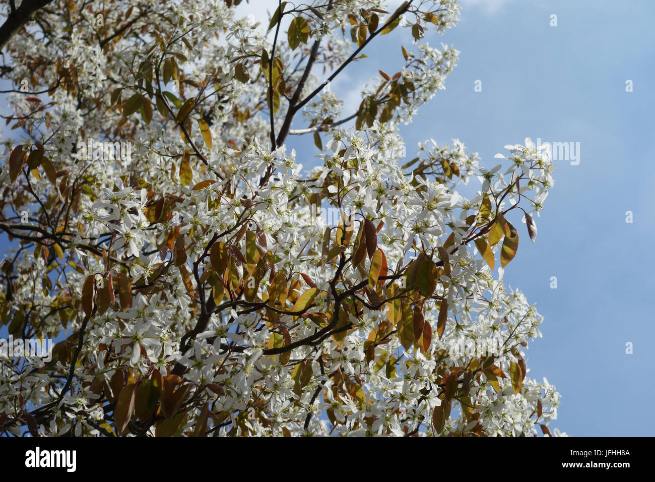 Amelanchier Canadensis, Shadbush Stockfoto