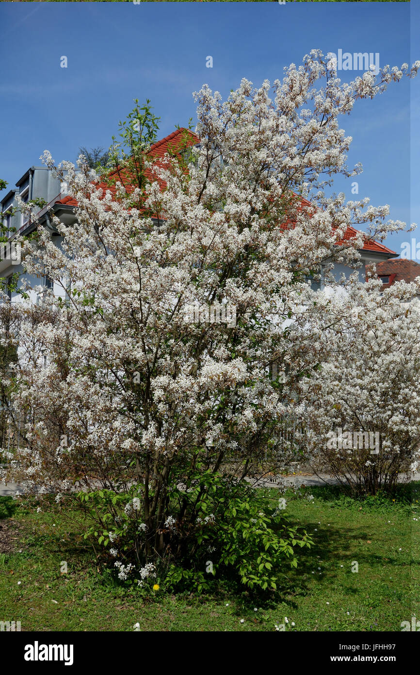 Amelanchier Canadensis, Shadbush Stockfoto