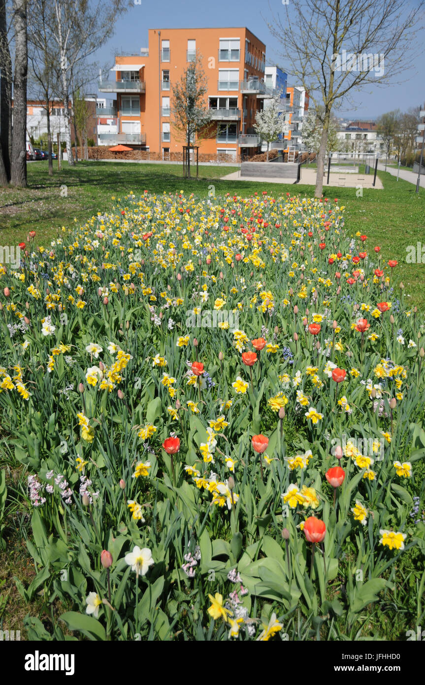 Narzissen und Tulpen Stockfotos und bilder Kaufen Alamy