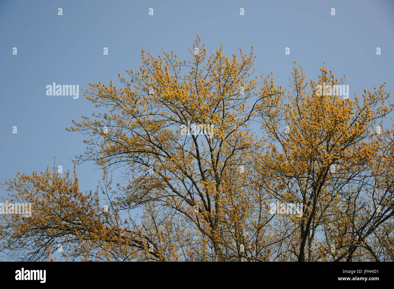 Acer saccharinum, Silber Ahorn, frische Blätter Stockfoto