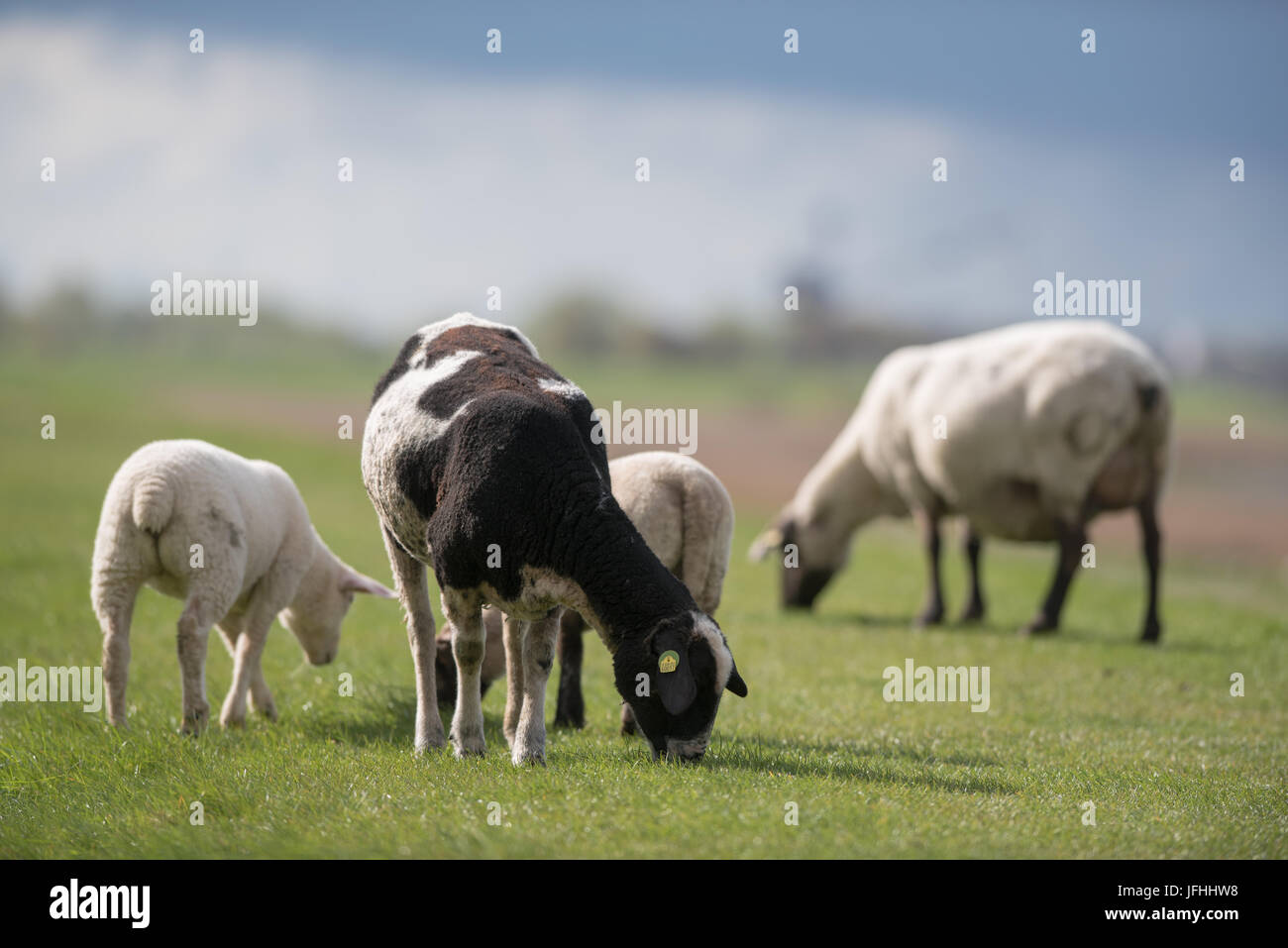 Schafe Stockfoto