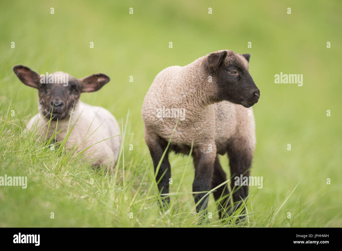 Junge Schafe mit schwarzem Kopf. Stockfoto