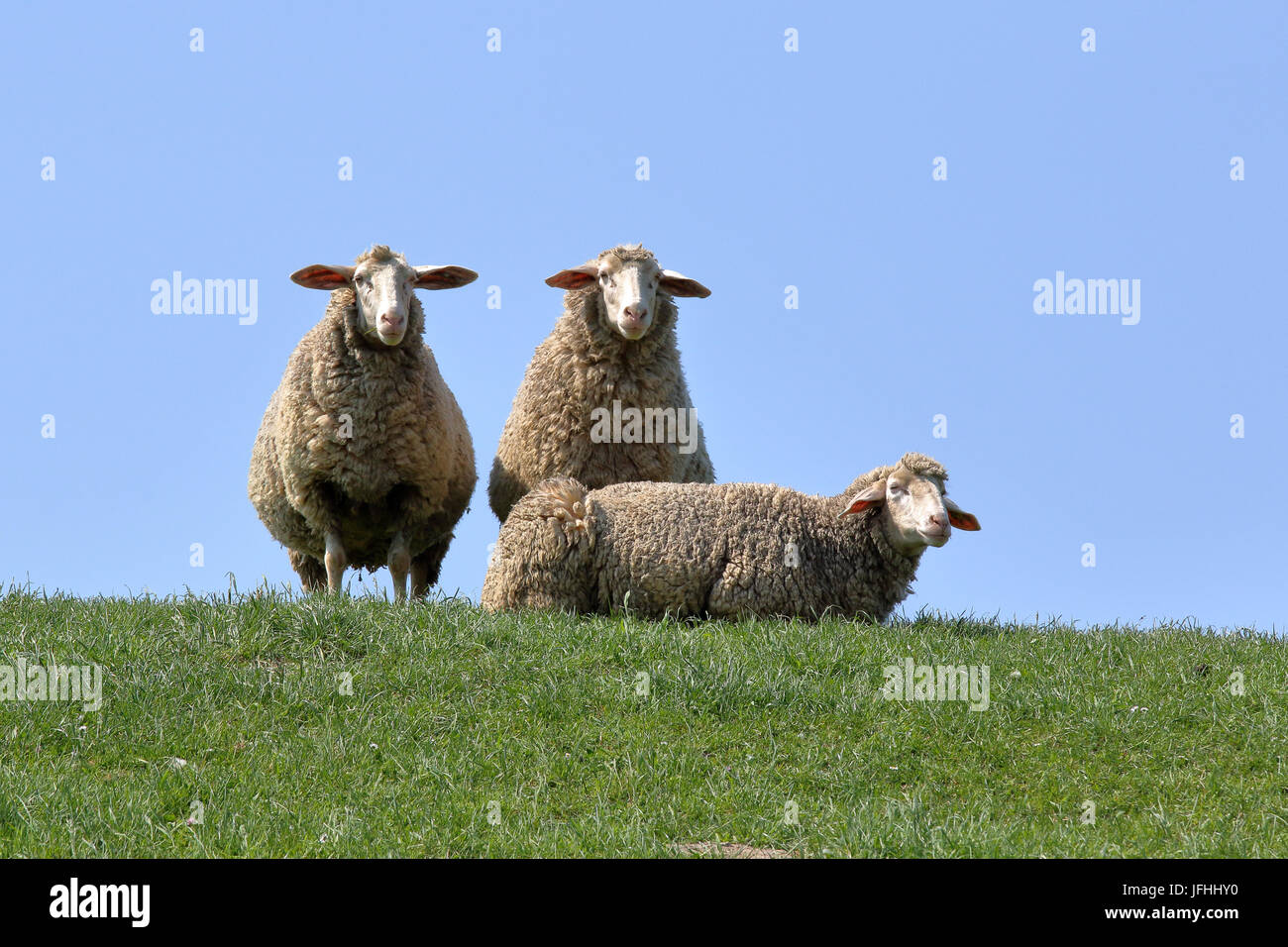 Schafe am Deich Stockfoto