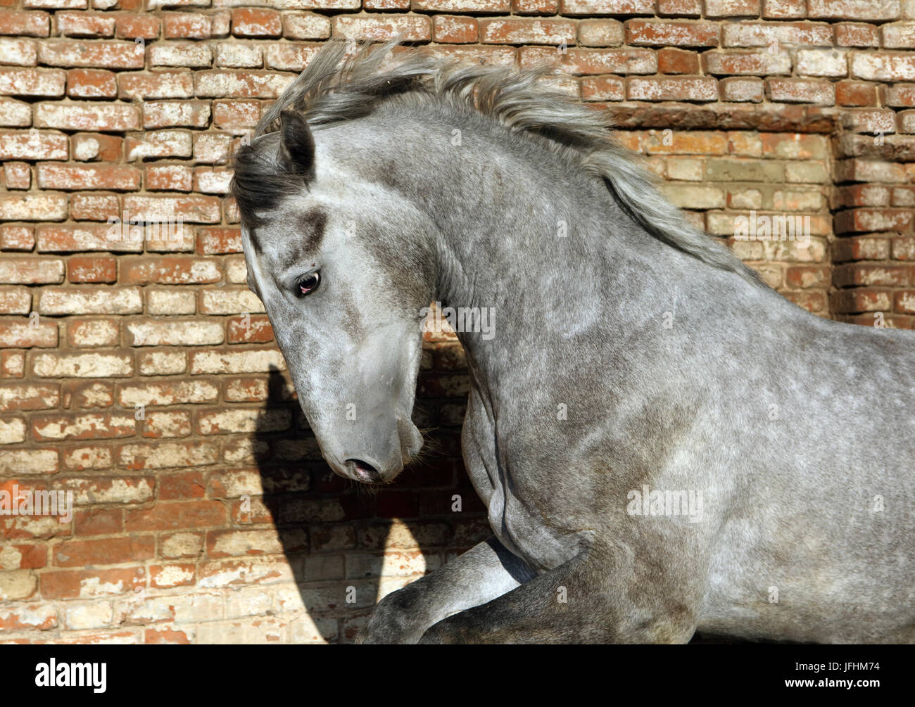 Andalusische Pferd Porträt im alten Ziegel Wand Hintergrund Stockfoto