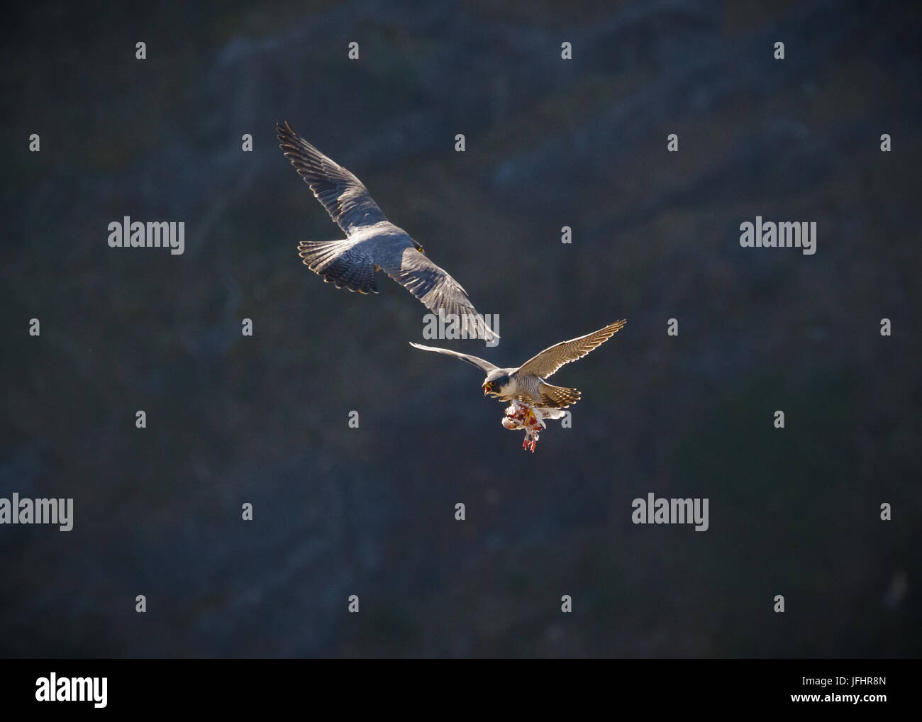 Pass für peregrine Lebensmittel Stockfoto