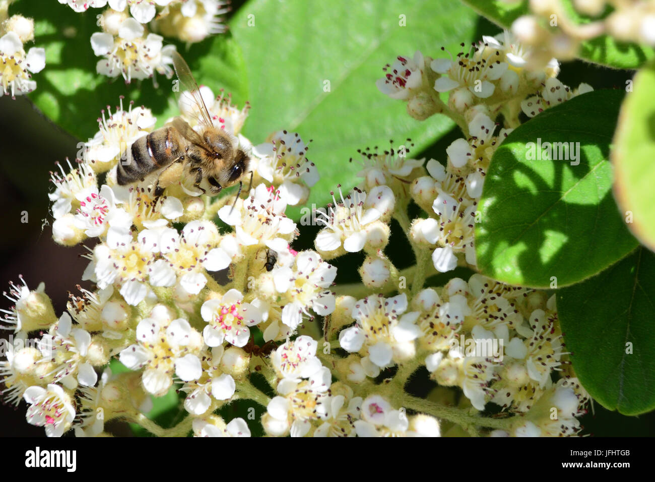 Biene bestäubende Blumen Stockfoto