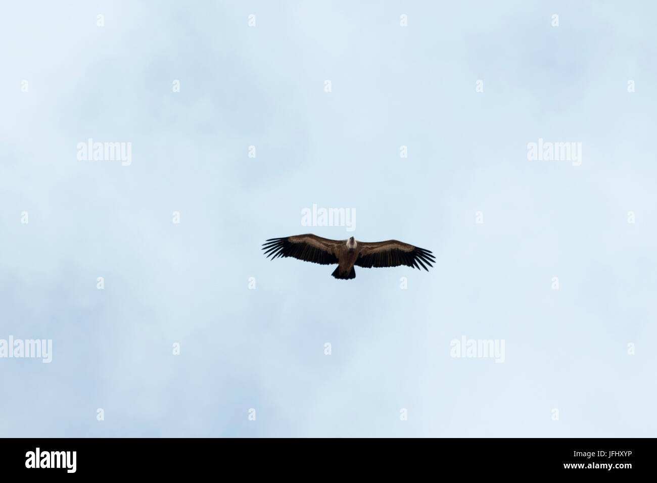 Griffon Geier Circeling für Lebensmittel in der Luft über die Aradena-Schlucht an Kretas Südküste. Stockfoto