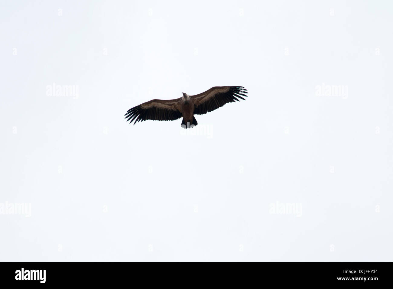 Griffon Geier Circeling für Lebensmittel in der Luft über die Aradena-Schlucht an Kretas Südküste. Stockfoto