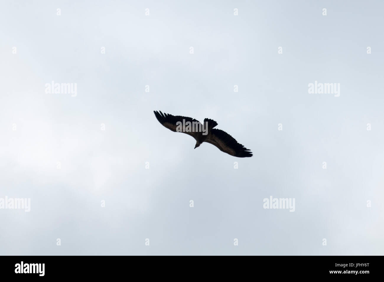 Griffon Geier Circeling für Lebensmittel in der Luft über die Aradena-Schlucht an Kretas Südküste. Stockfoto