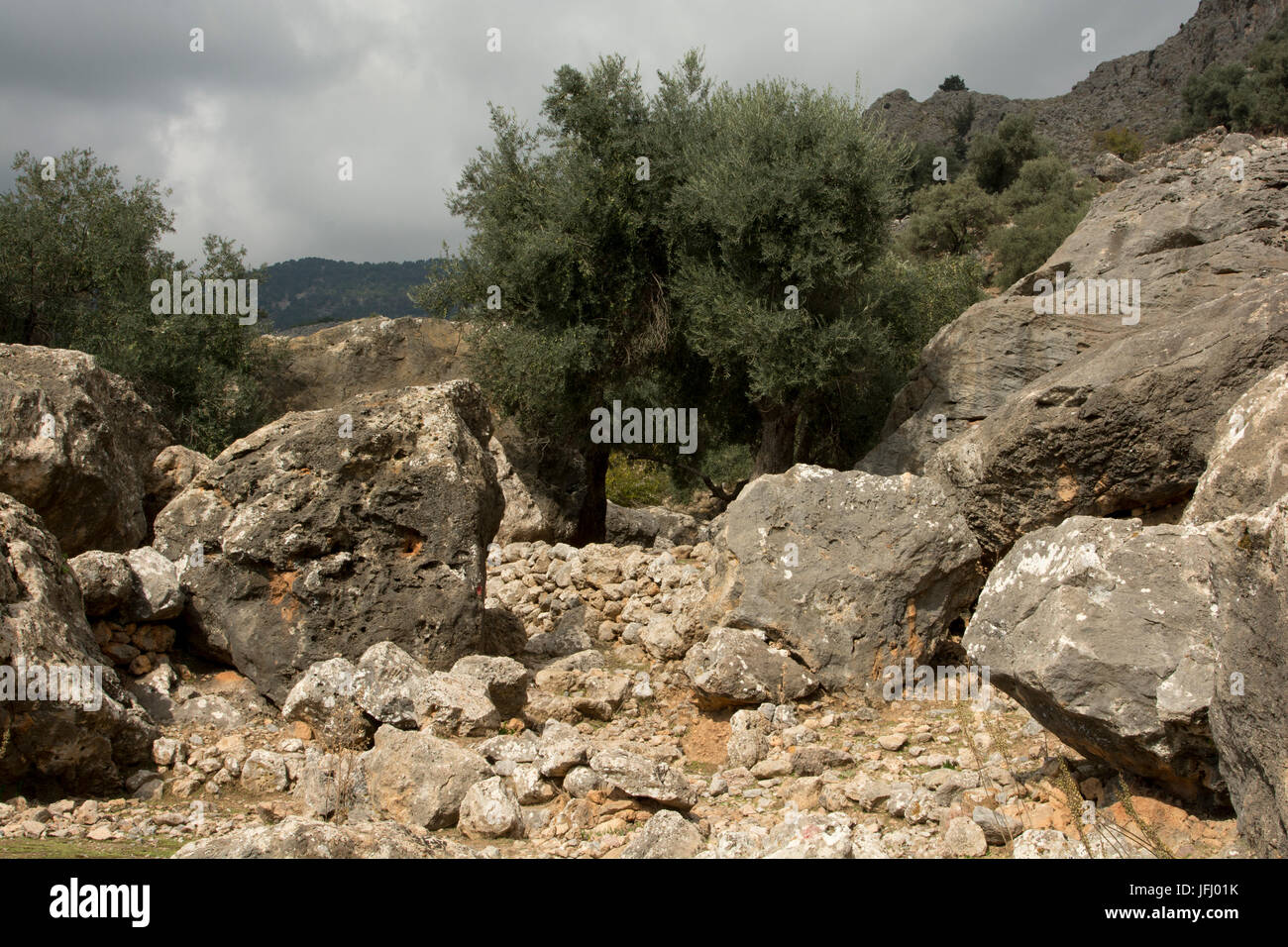 Aradena-Schlucht ist eine tiefe Kalkstein Canyon laufen aus der Lefka Ori oder weißen Berge bis in den Süden Kretas mit Olivenbäumen wächst über Stockfoto