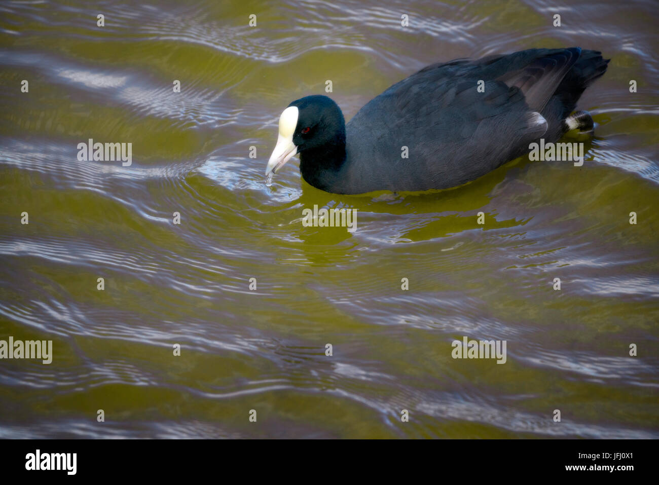 Hawaiian Wasserhuhn.  Maui, HJawaii... Kealia Pond National Wildlife Refuge Stockfoto
