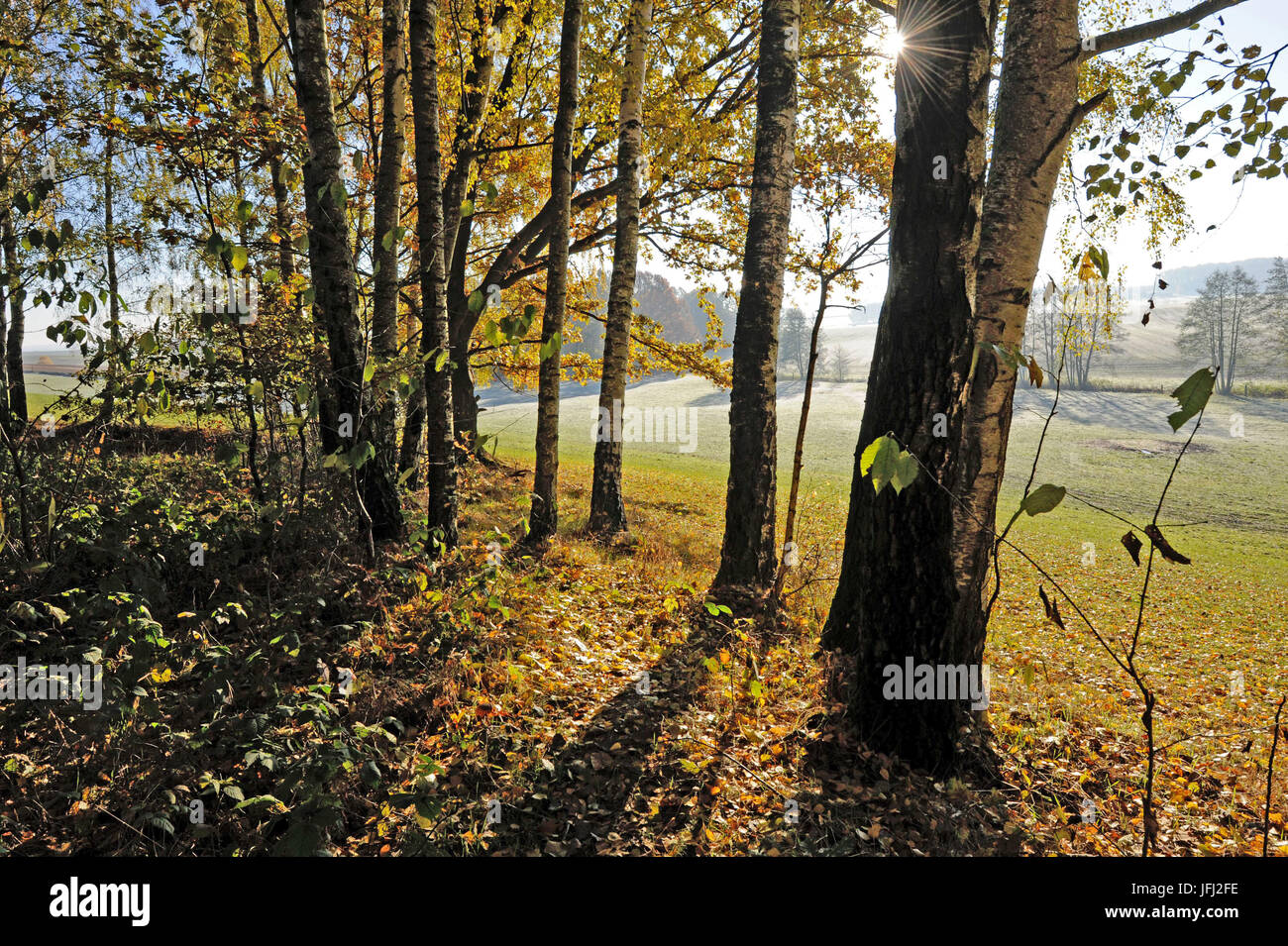 Herbstmorgen, Bäume auf dem Feld stand, Stockfoto