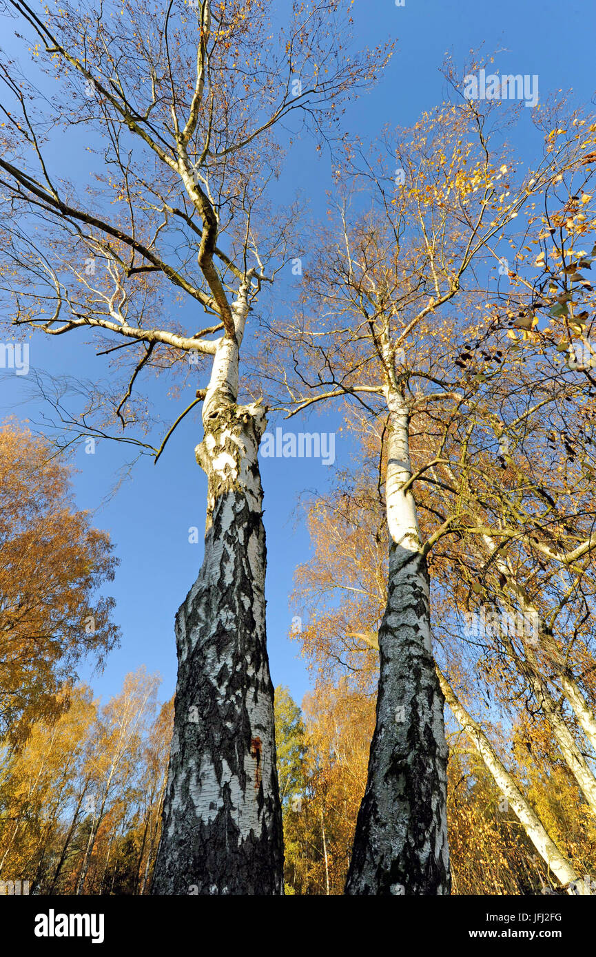 Zwei mächtige alte Birken Betula Pendel, mit zahlreichen Brut Gruben für Grube Züchter Stockfoto