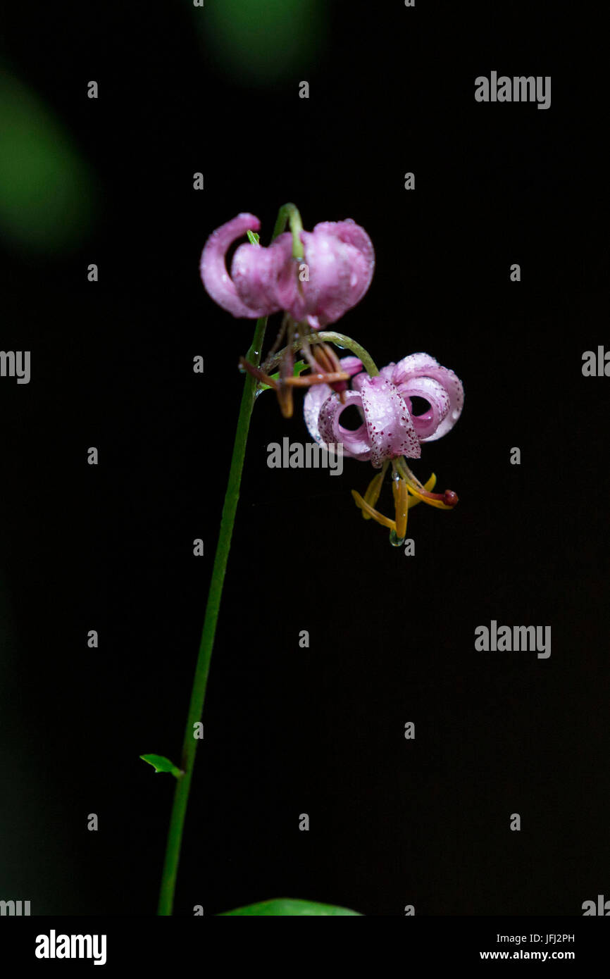 Martagon-Lilie, Blüte Stockfoto