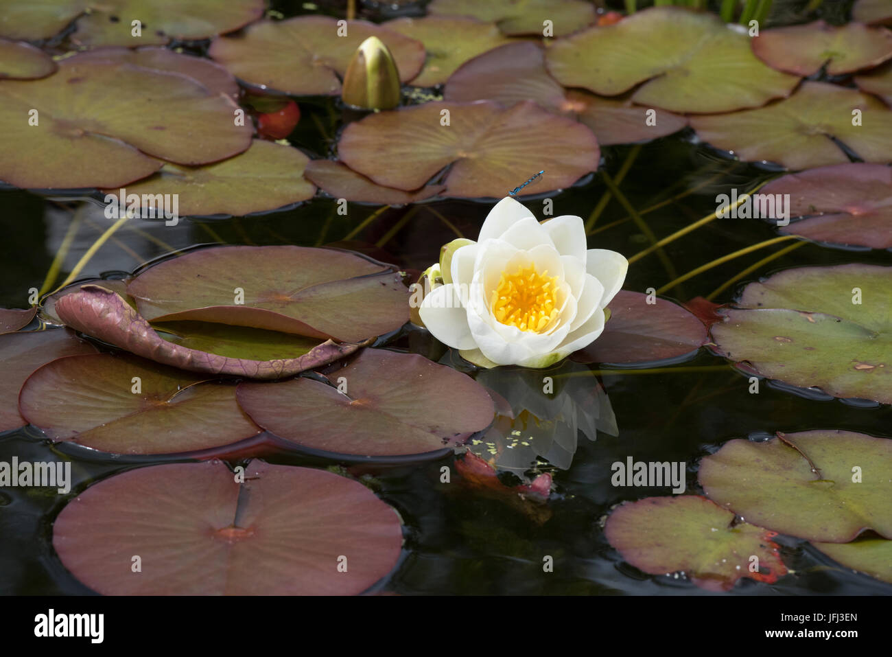 Gelbe Teichlilien Stockfotos und bilder Kaufen Alamy