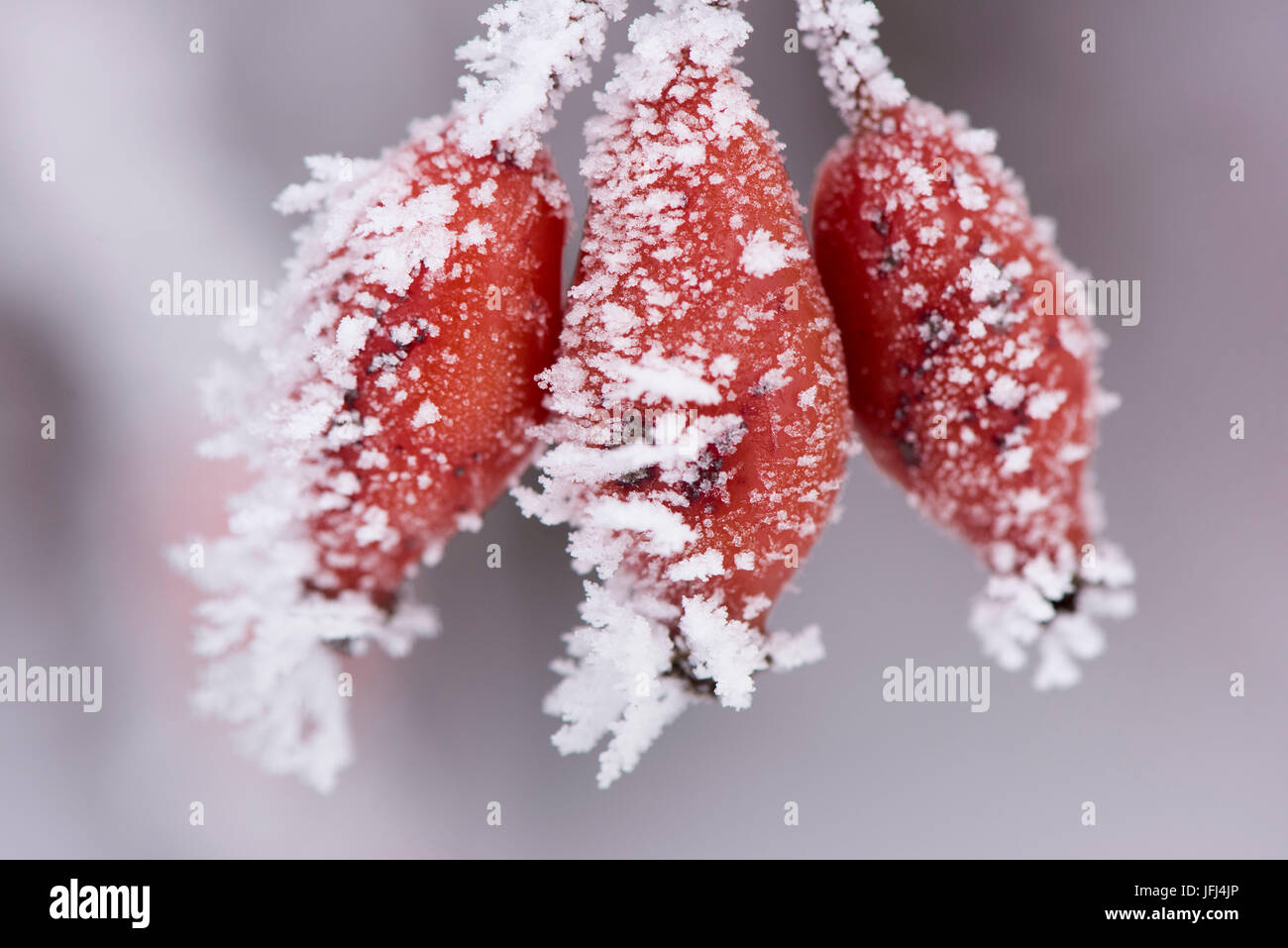 Raureif in Werken in eisiger Kälte Stockfoto