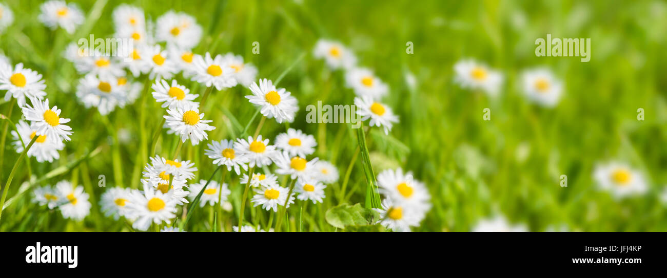 Panorama Blumenwiese und frisches Gras Stockfoto