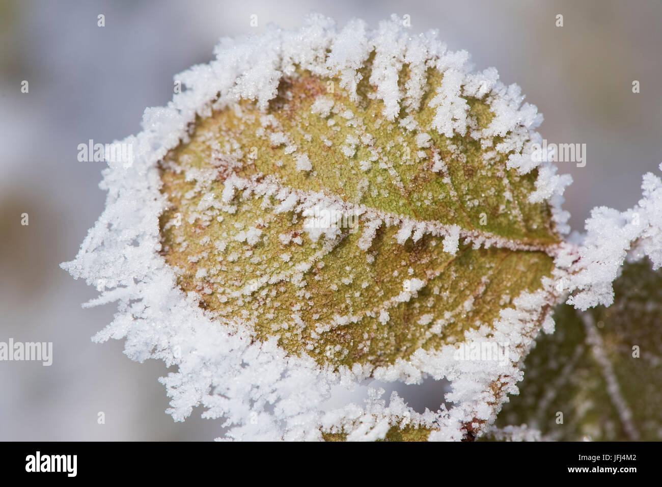 Raureif in Werken in eisiger Kälte Stockfoto