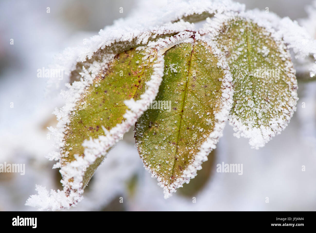 Raureif in Werken in eisiger Kälte Stockfoto