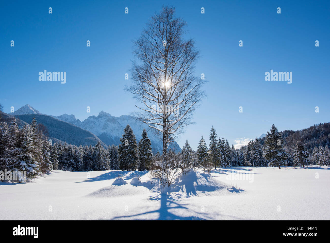 Winterlandschaft mit Baum und die Sonne im Gegenlicht Stockfoto