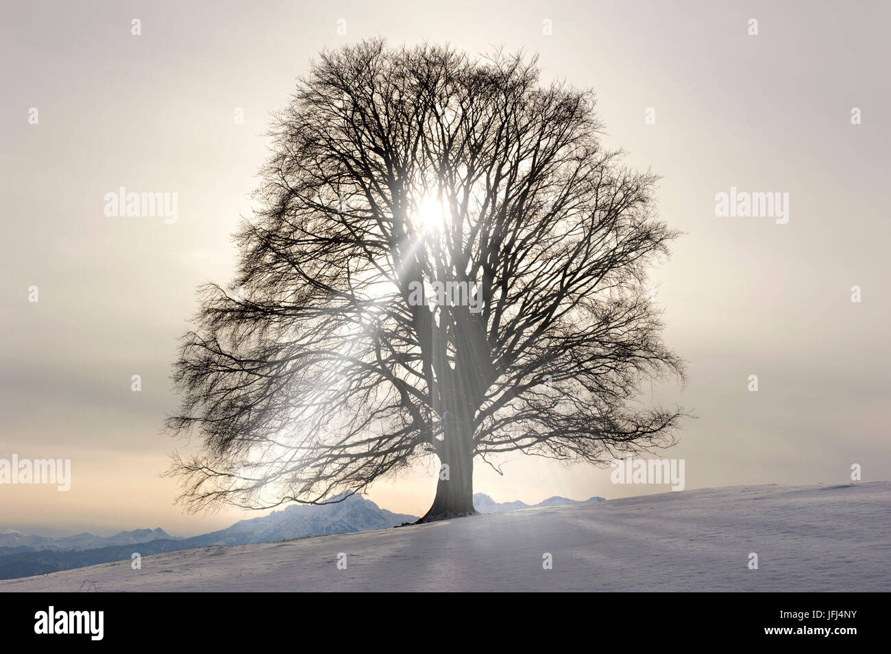 Einzelner Baum Buche im Winter und Gegenlicht Stockfoto