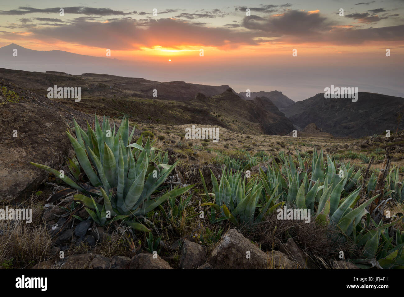 Agaven im Morgenlicht, La Gomera, Kanarische Inseln, Spanien Stockfoto