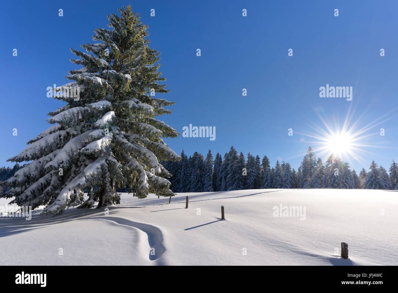 Verschneite Landschaft, Schweiz, St. Gallen, Hemberg Stockfoto