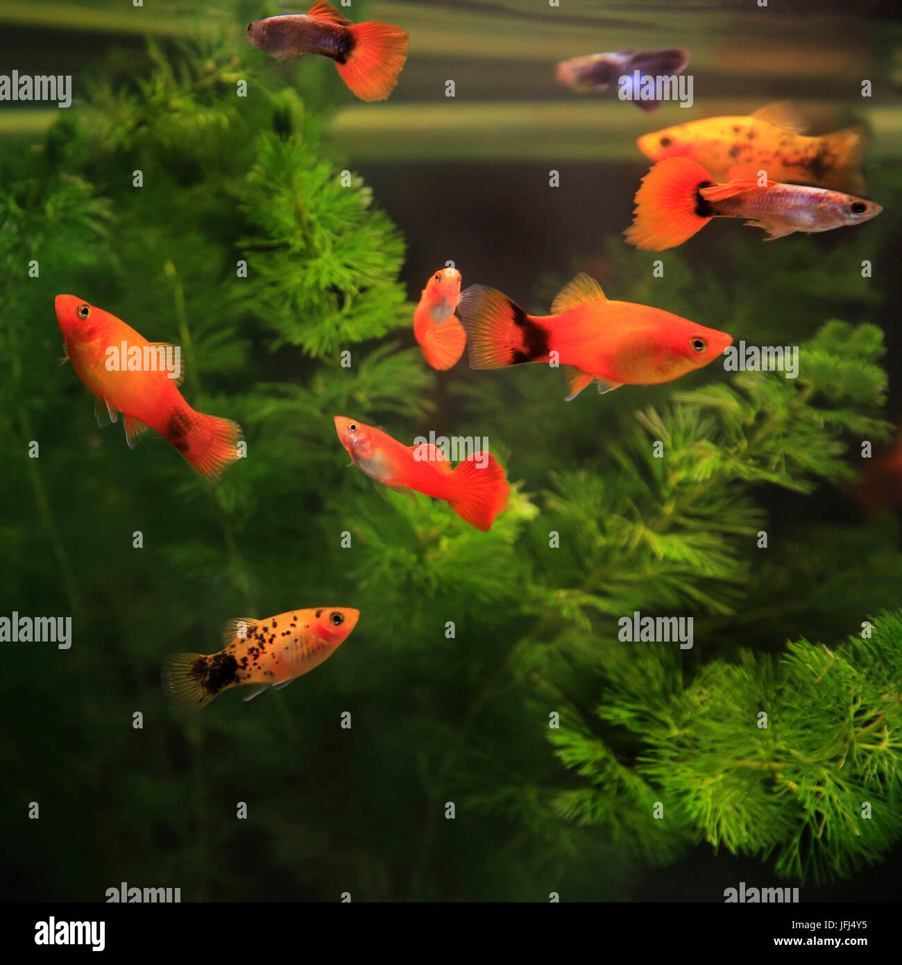 Platy fish Fotos und Bildmaterial in hoher Auflösung Alamy