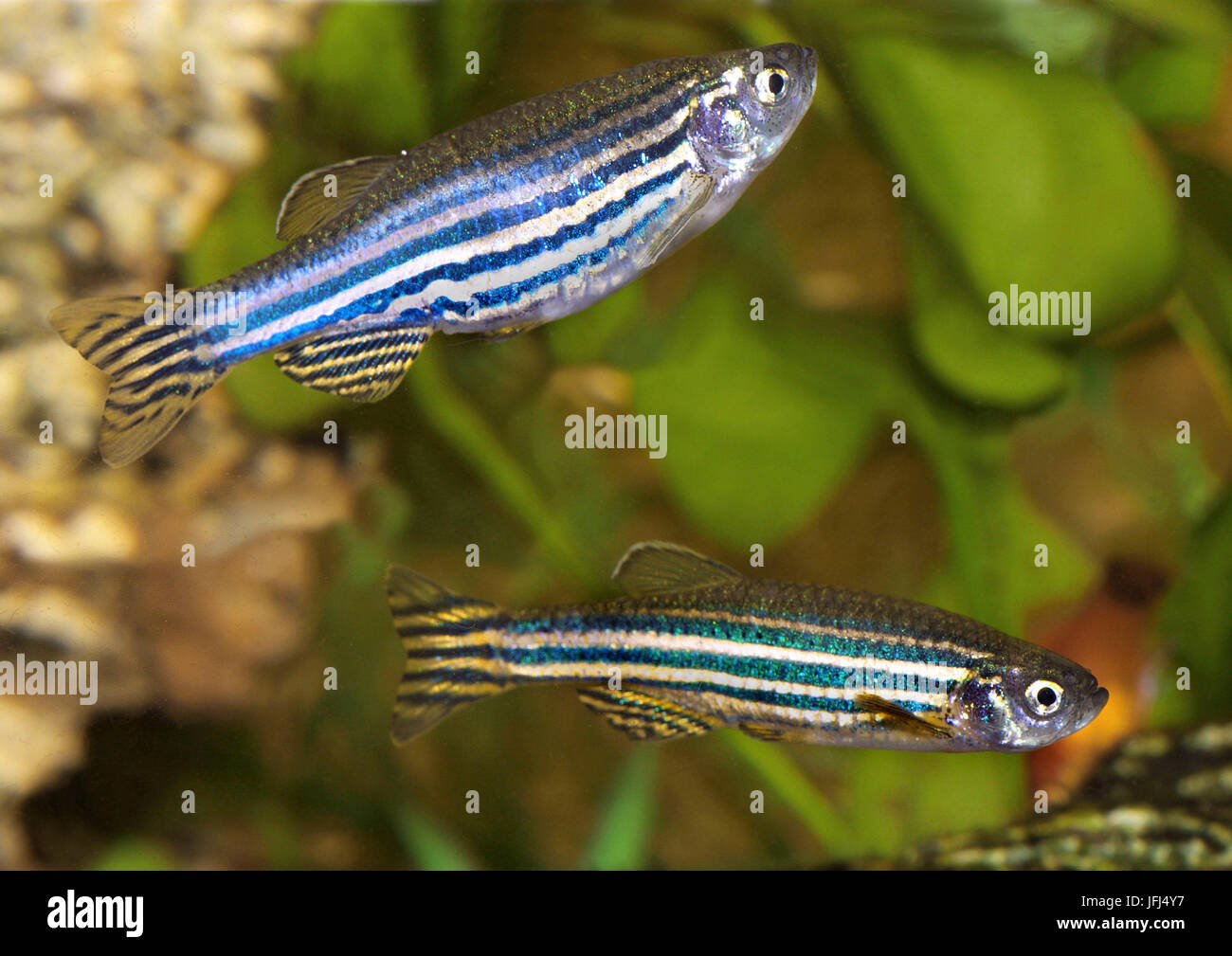 Zebrabärbling, Brachydanio Rerio, Pakistan, Indien, Nepal, Bangladesch Stockfoto